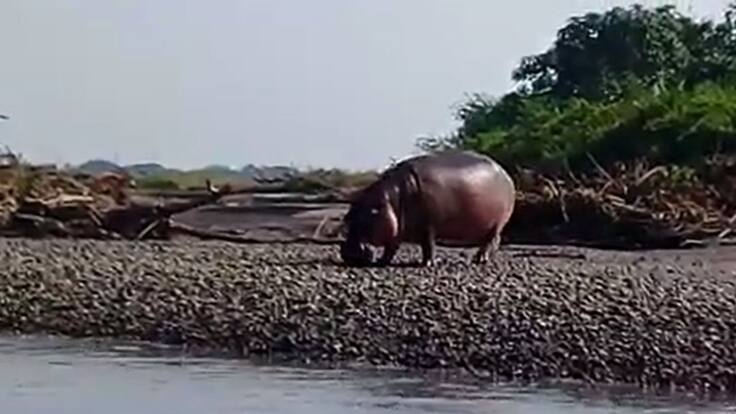 ¿Qué hacer con los hipopótamos del Magdalena Medio?