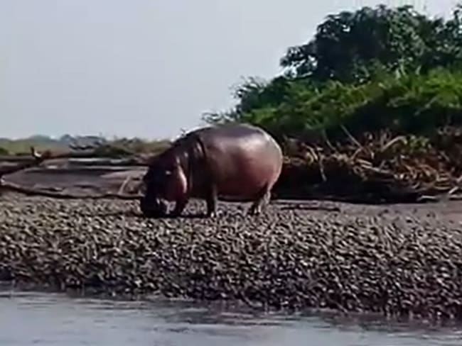 Cornare reemplazará la esterilización por castración a Hipopótamos