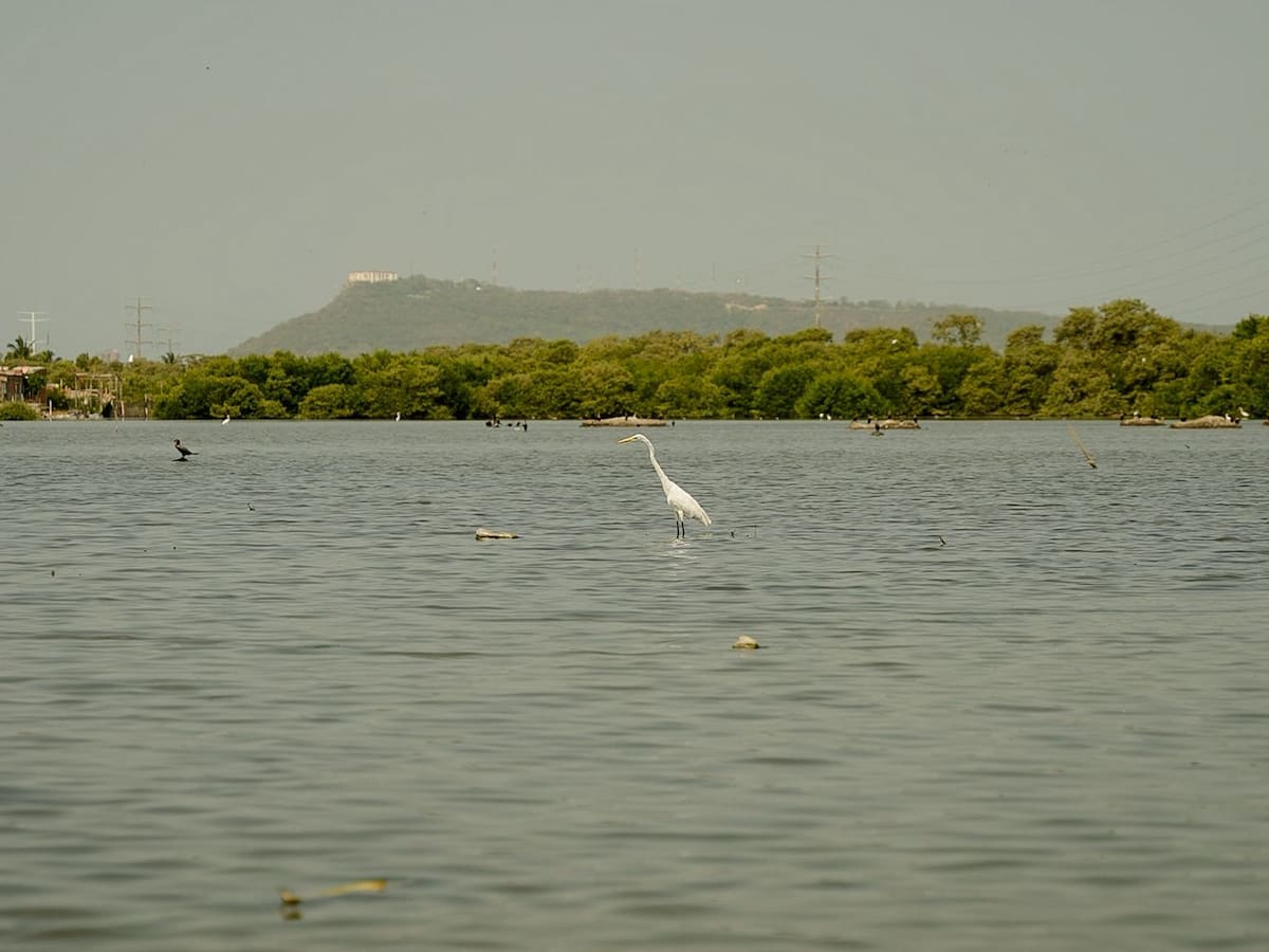 Cartagena trabaja en formulación del Plan de Gestión Social y Ambiental de la Ciénaga de la Virgen