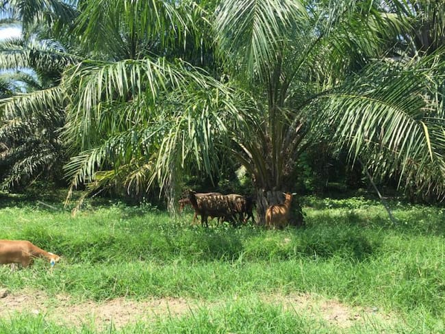 Criadero ovino y producción de palma en El Retén, Magdalena