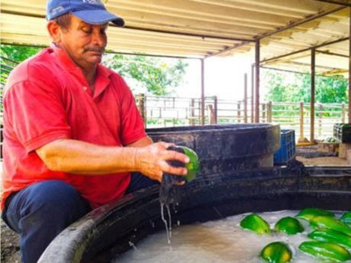 'Papayatón': una iniciativa para vender productos de los Montes de María