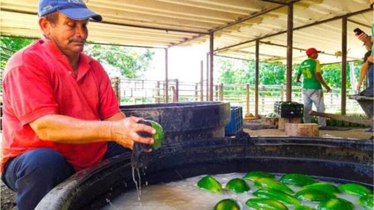'Papayatón': una iniciativa para vender productos de los Montes de María