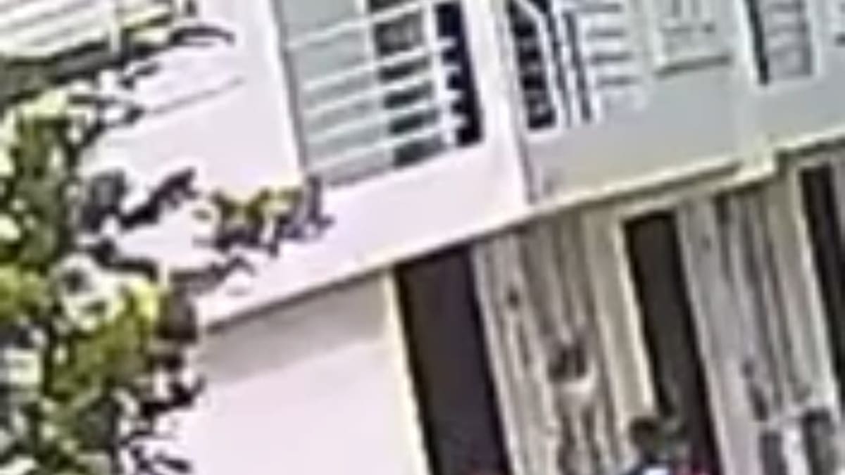Informe caso perro en Circasia