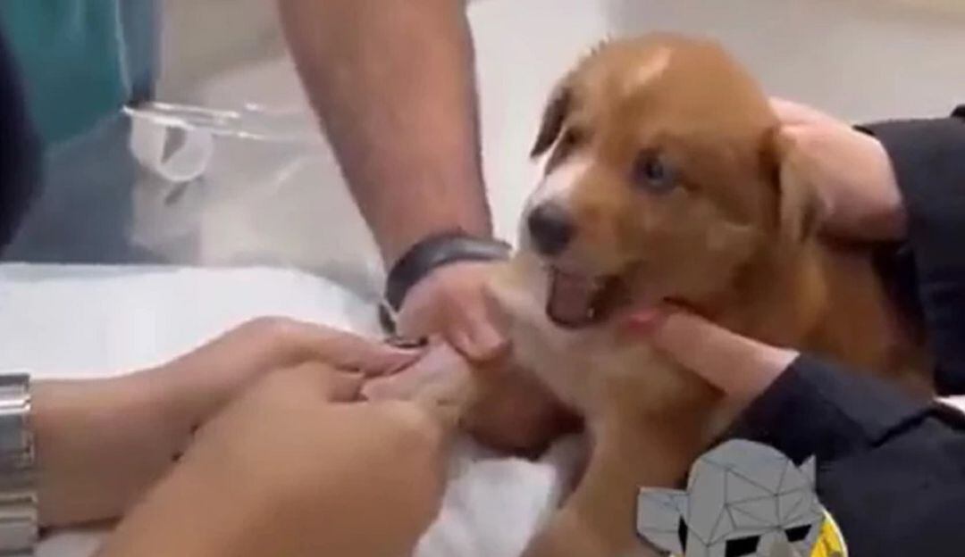 Video: El perrito fue 'bautizado' como el más "dramático" del mundo