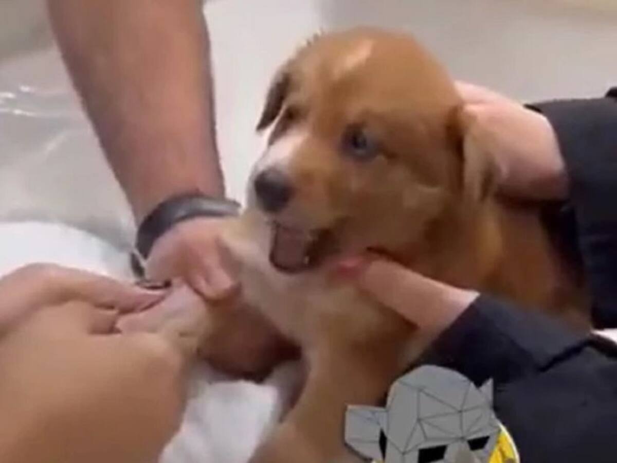 Video: El perrito fue 'bautizado' como el más "dramático" del mundo