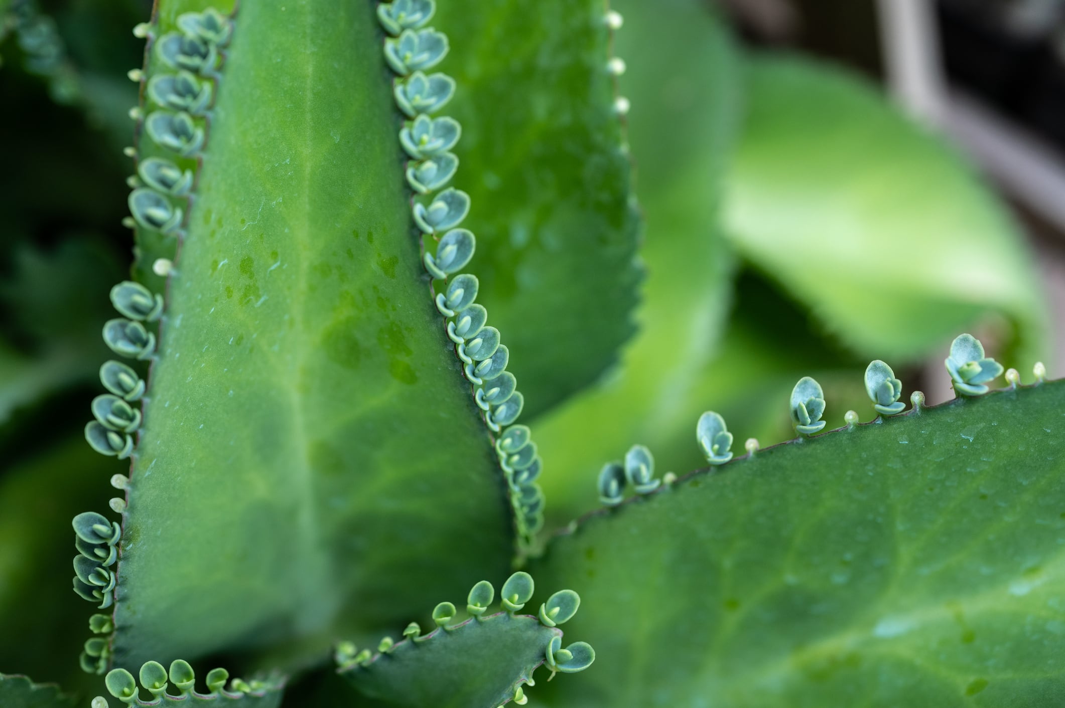 Primer plano de una hoja de Kalanchoe pinnata (Foto vía Getty Images)