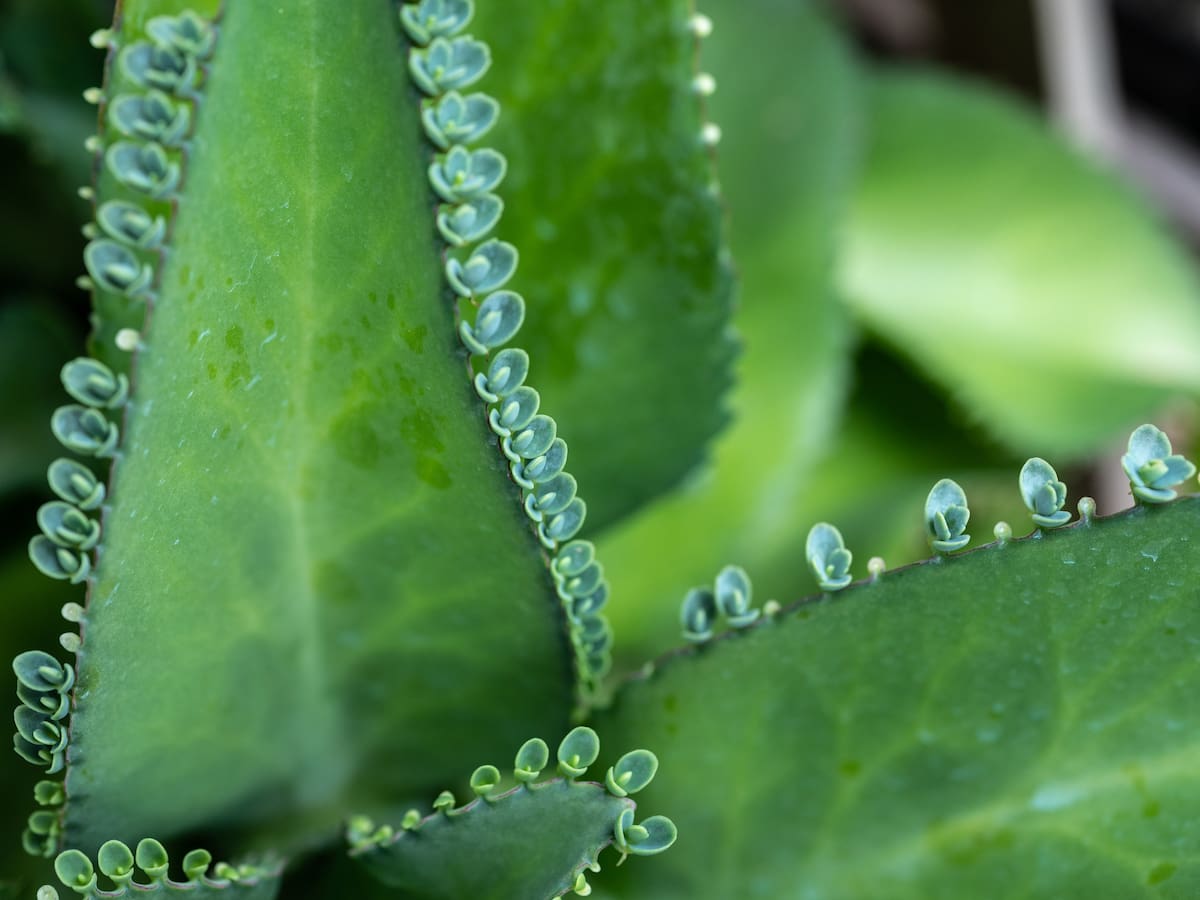 Dónde se coloca la planta mala madre: Cantidad de sol que necesita al día y otros cuidados