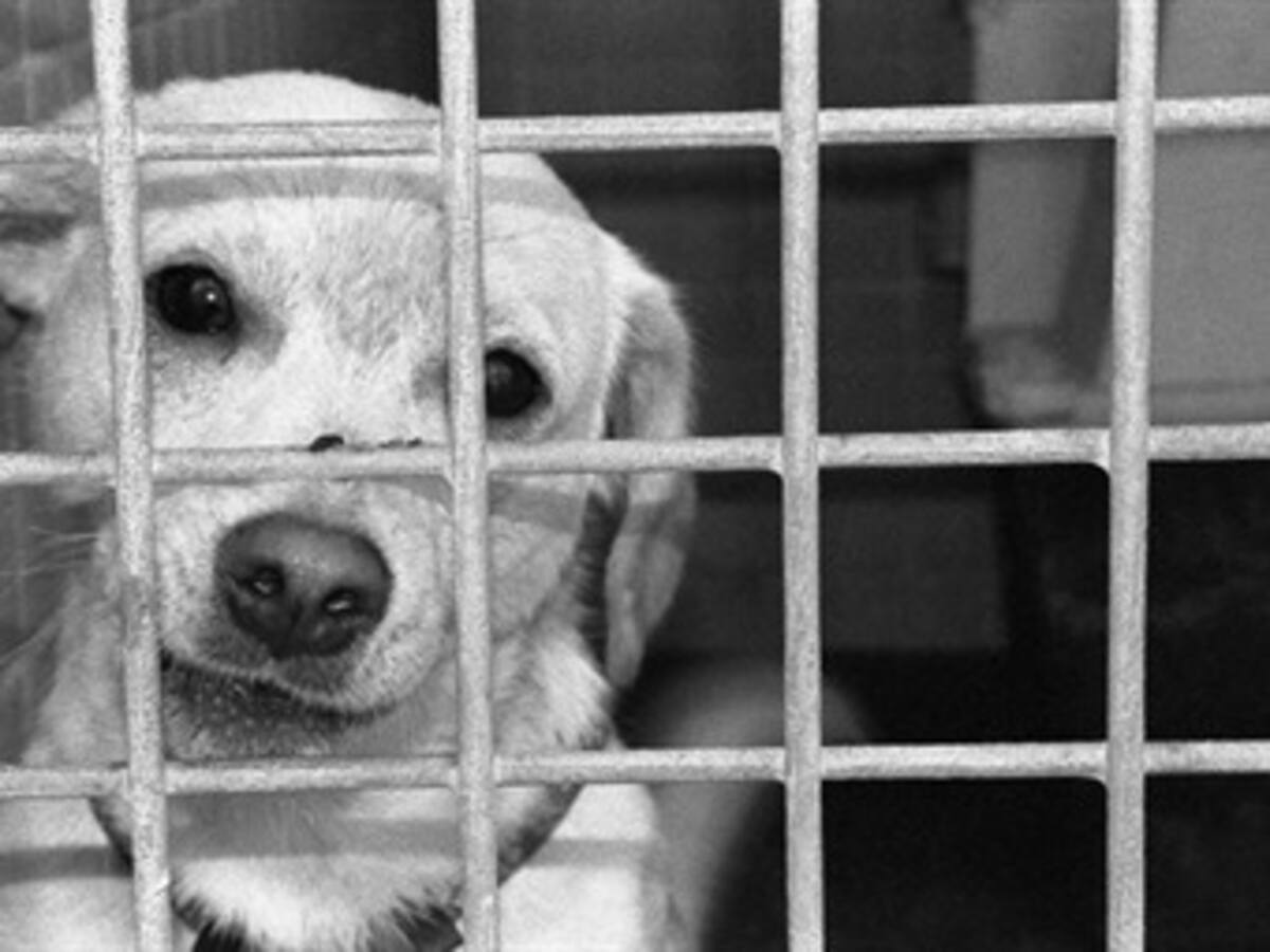 Ya habría acuerdo entre alcaldía de Marinilla y defensores de animales
