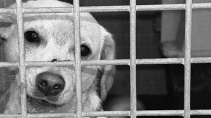 Ya habría acuerdo entre alcaldía de Marinilla y defensores de animales