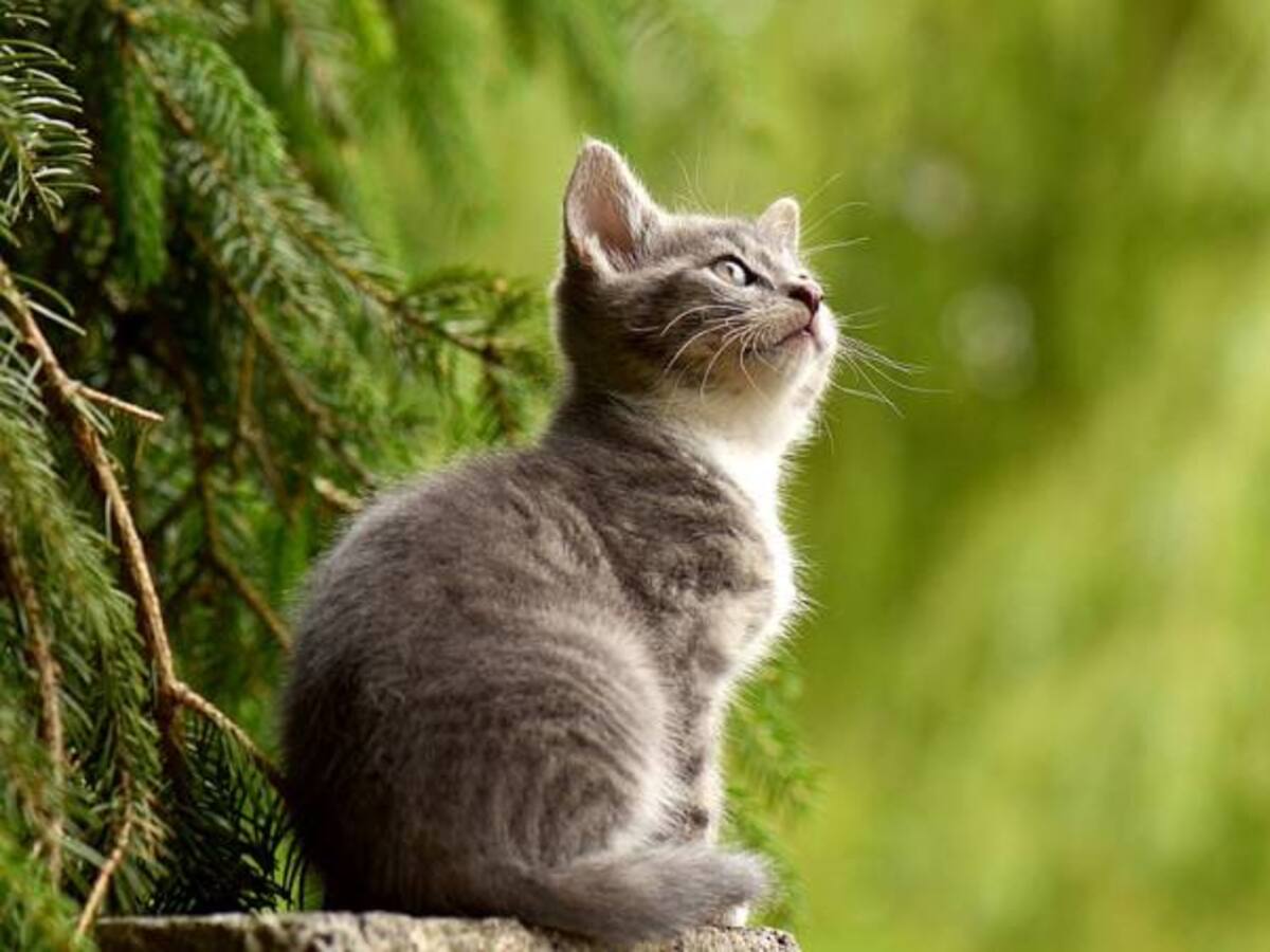¿Por qué se celebra tres veces al año el día del gato?