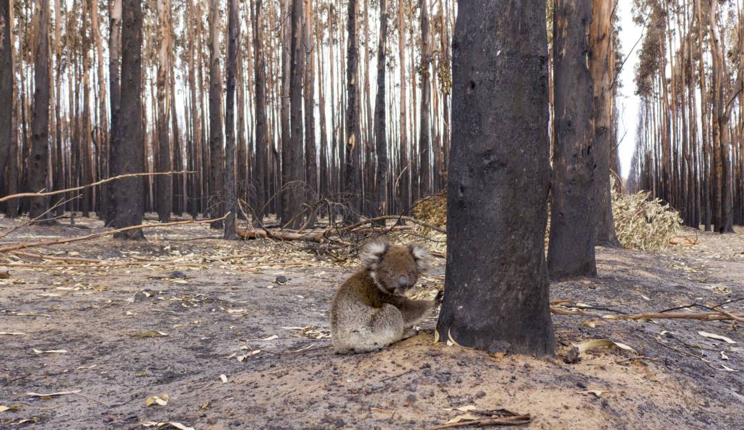 Koala afectado por los incendios forestales impulsados por el cambio climático en Australia.            Foto: Getty 
