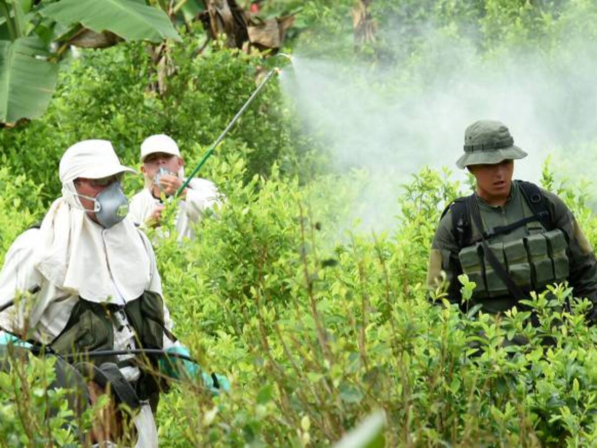 10 de julio inicia plan de erradicación de cultivos ilícitos en el país