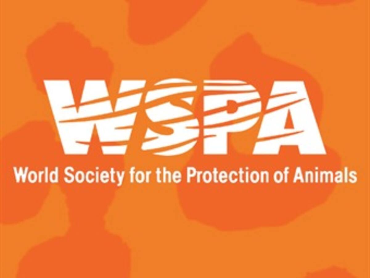 Los gobiernos deben rechazar la propuesta de la CBI de arponear la moratoria sobre la caza de ballenas con fines comerciales: WSPA