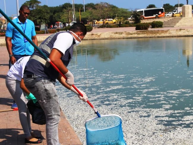 Activan plan de contingencia para recolección de peces muertos en Cartagena