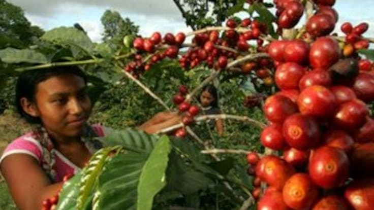 Gobierno estudia fórmulas para ayudar a 560.000 familias cafeteras a superar la crisis