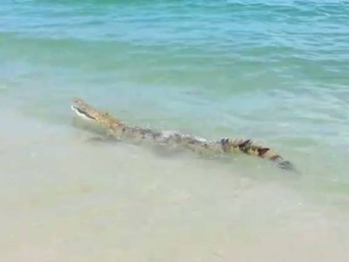 ‘Kike’, el caimán aguja que revolucionó el Parque Nacional Tayrona