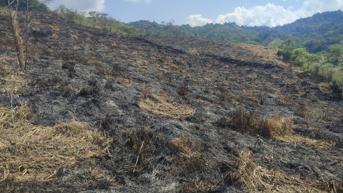 La reserva natural de Guásimo en Risaralda ha sido víctima de ecocidio