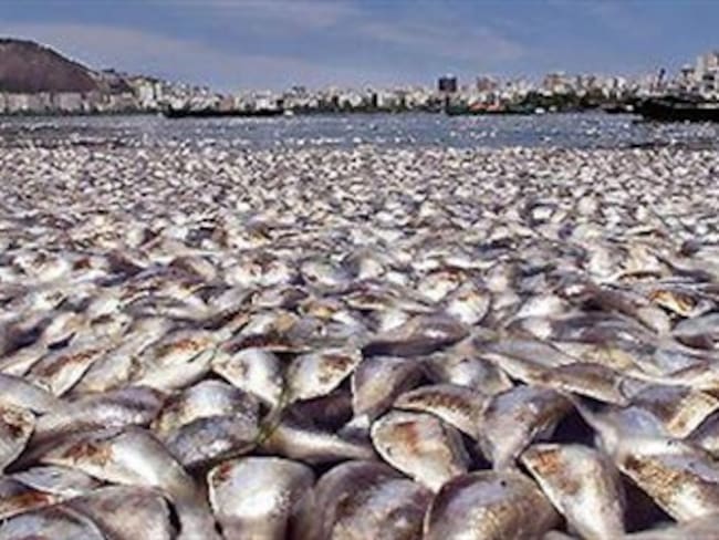 Mortandad de peces en ciénaga del municipio de Maria La Baja, en Bolívar
