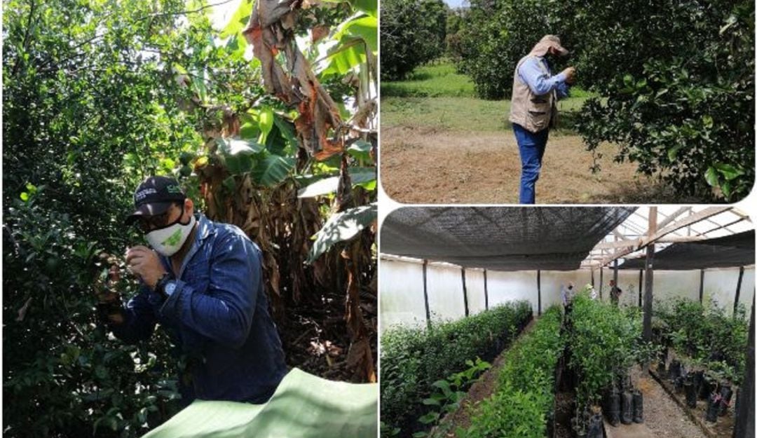Estas visitas de inspección que realizó el ICA se adelantaron en Santa Catalina, Clemencia y Santa Rosa de Lima