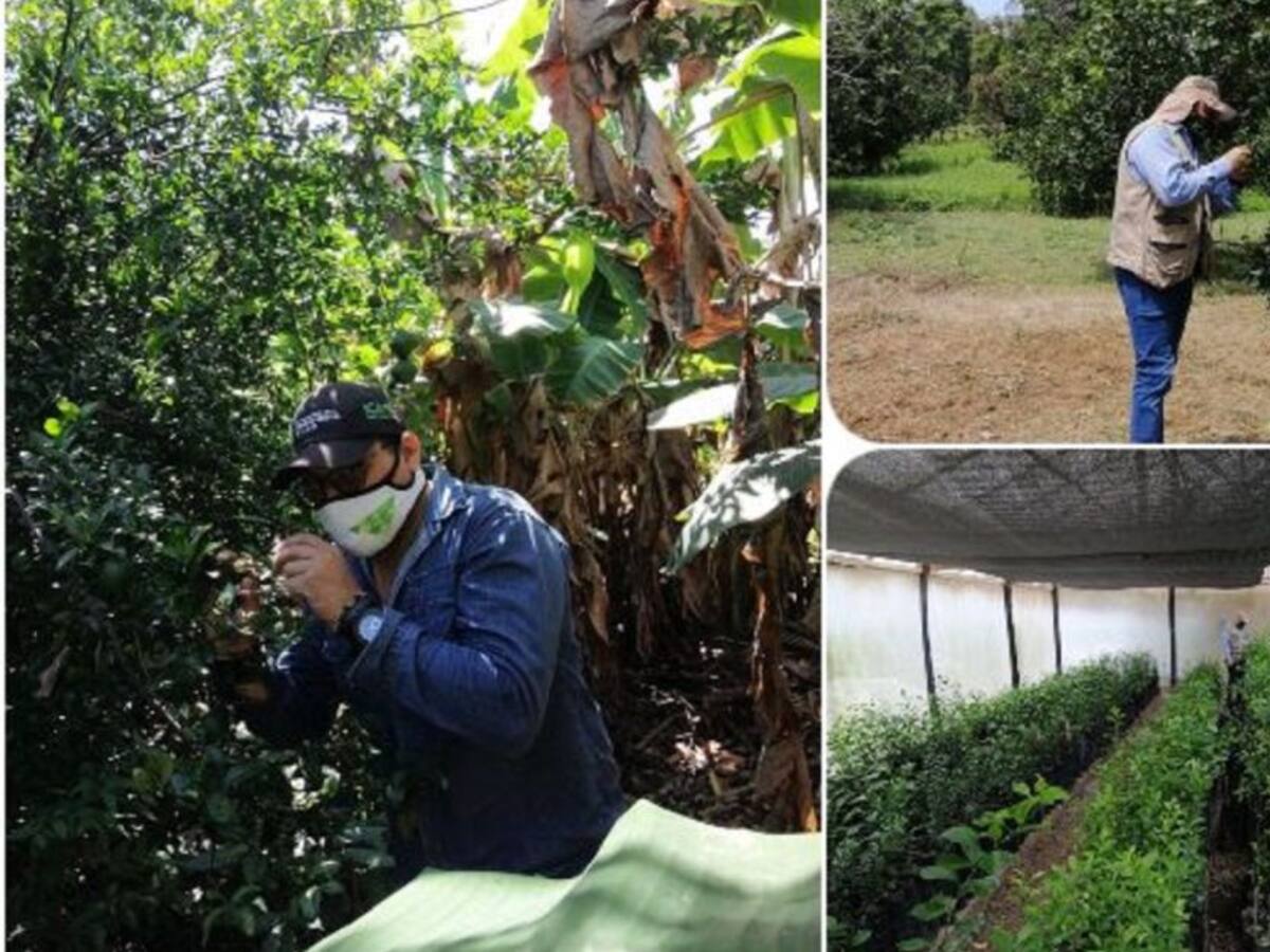 Inspeccionaron cultivos de cítricos en Bolívar por presencia de plagas