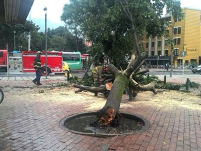 Otro árbol que se cae en Bogotá. Esta vez en el Parque El Virrey