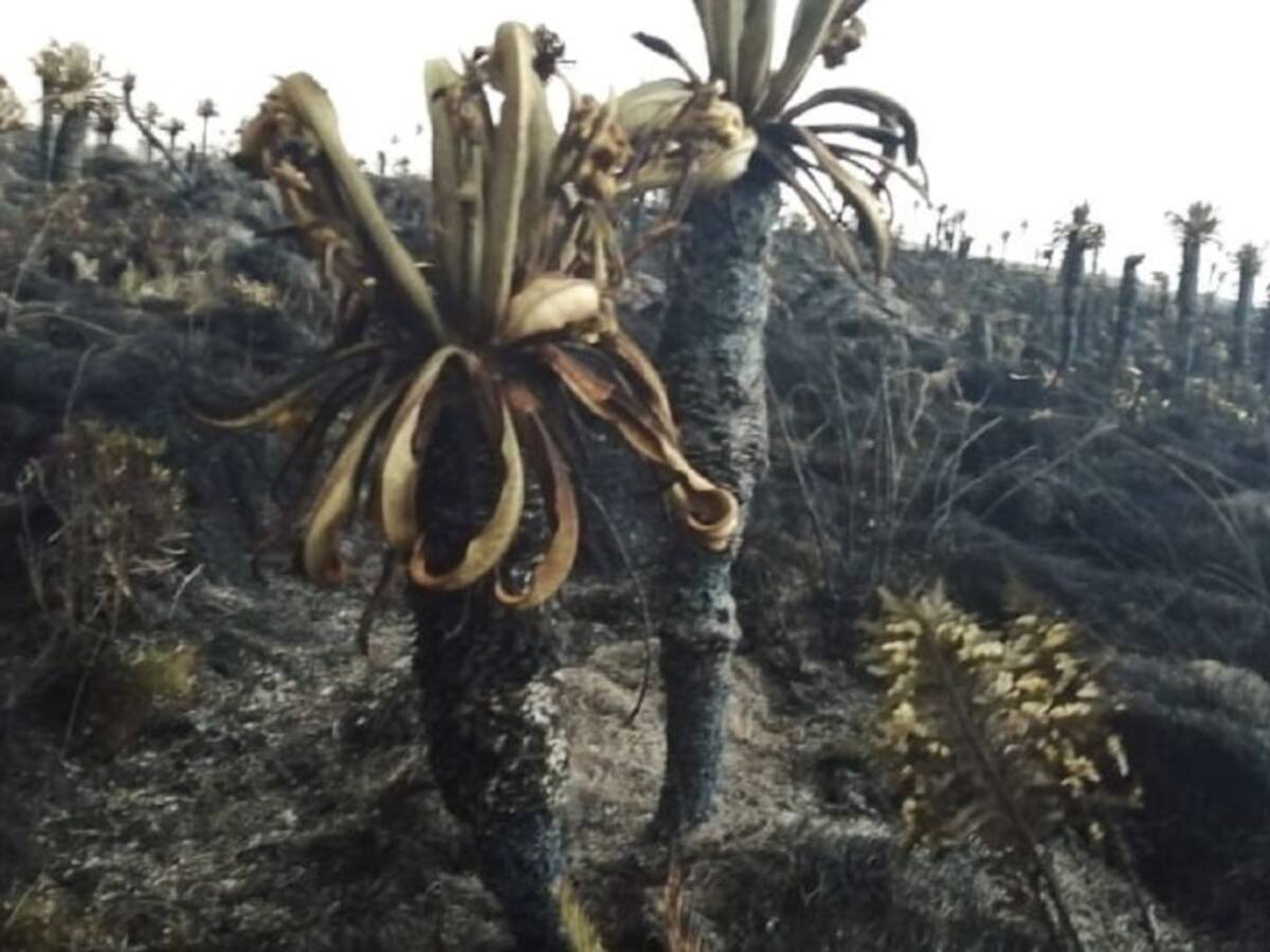 SOS por el páramo de Cumbal, Nariño