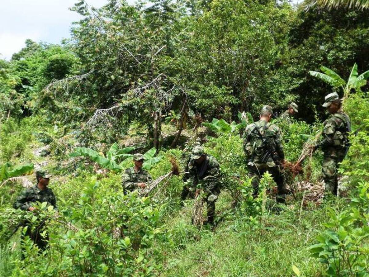 En el sur de Bolívar el Ejército ha erradicado más de 1.8 millones de matas de hoja de coca