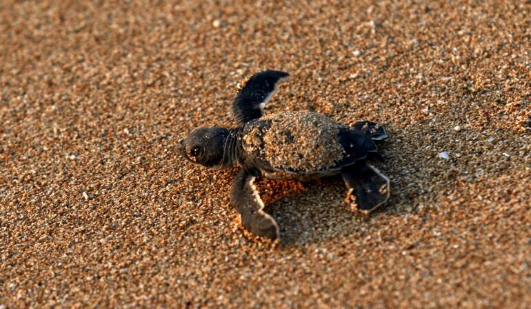¿Por qué una mujer resultó con una tortuga en sus partes íntimas?