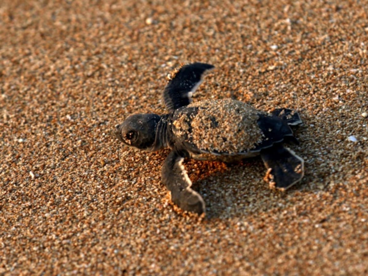 ¿Por qué una mujer resultó con una tortuga en sus partes íntimas?