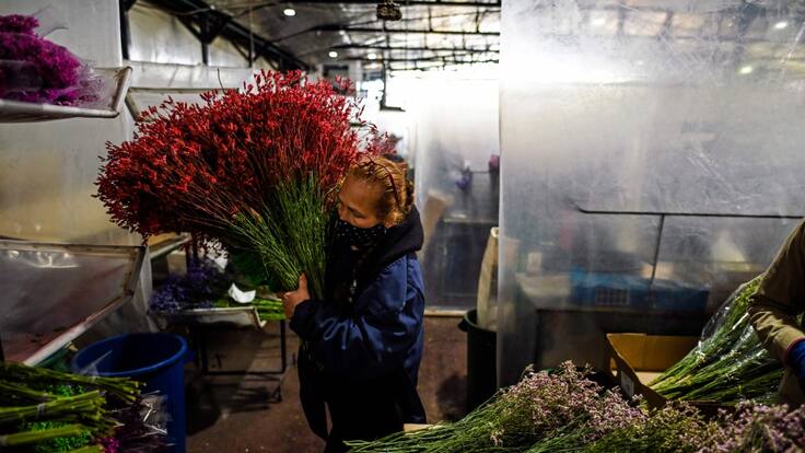14 de febrero: la fecha para obsequiar flores colombianas