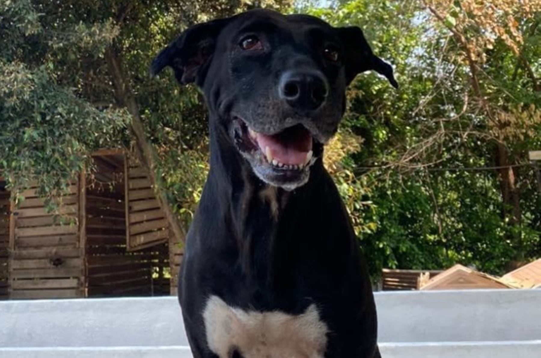 Caso de violencia sexual contra una perrita en Melgar, Tolima