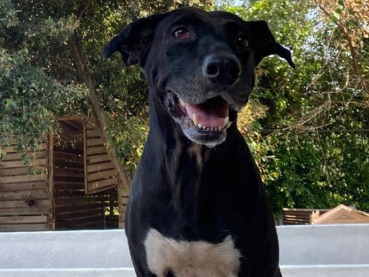 Gobernadora rechaza caso de violencia sexual contra una perrita en Melgar, Tolima