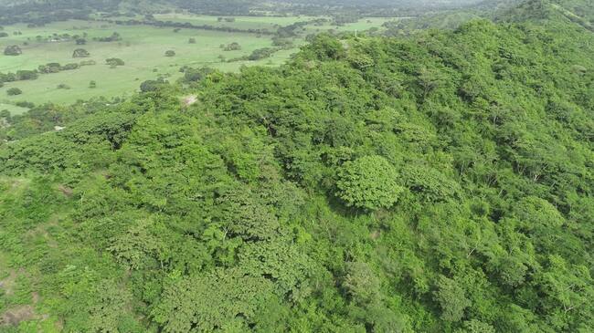 Cerro Colosiná de San Carlos, una reserva forestal representativa de Córdoba. Foto: suministrada a Caracol Radio.