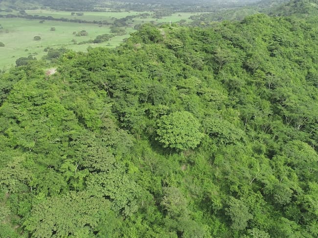 Cerro Colosiná de San Carlos, una reserva forestal representativa de Córdoba.