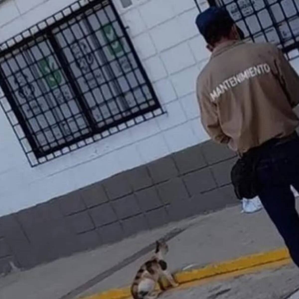 Indignación por gatos en Barranquilla que fueron reubicados en bolsas