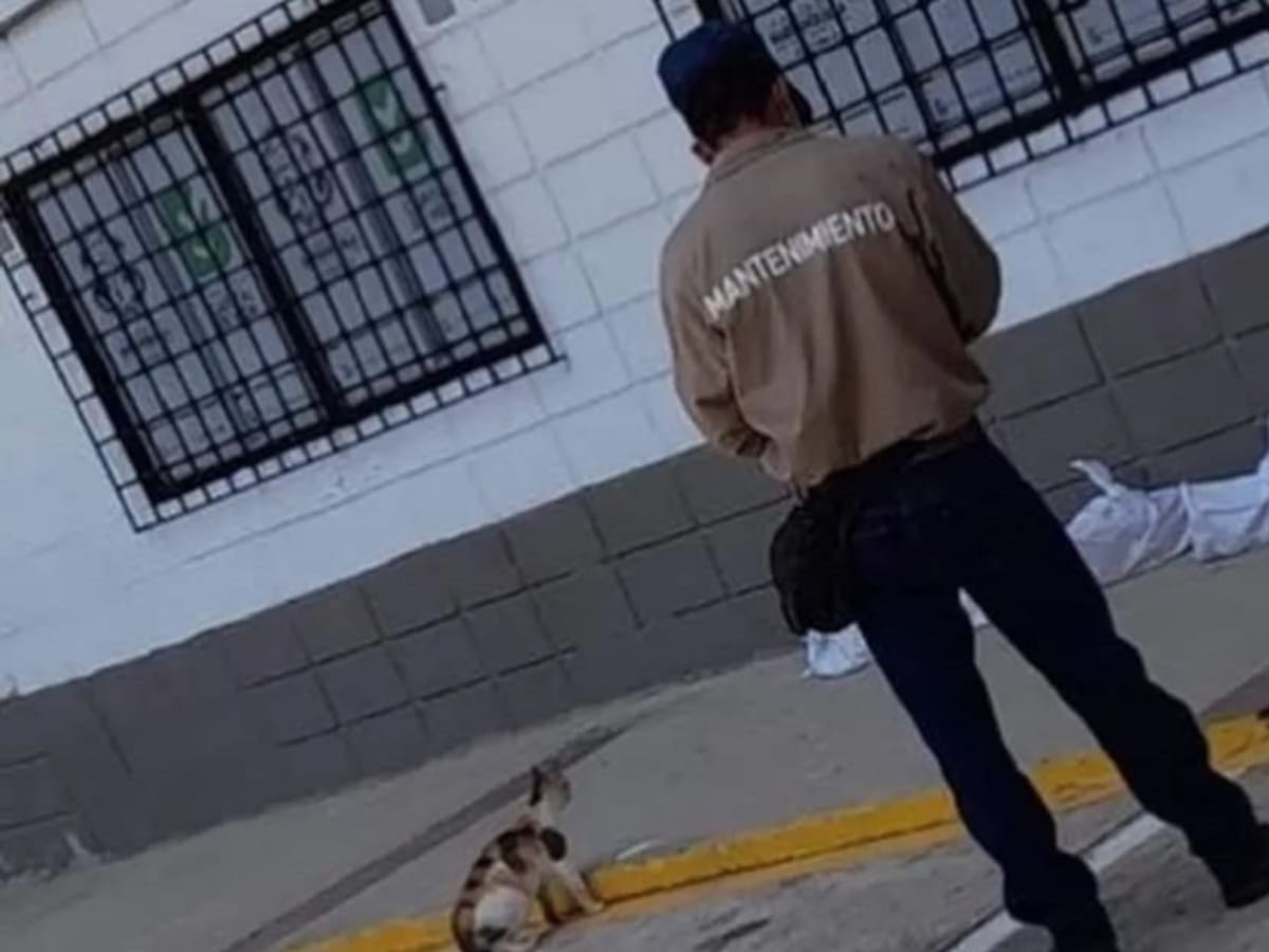 Indignación por gatos en Barranquilla que fueron reubicados en bolsas