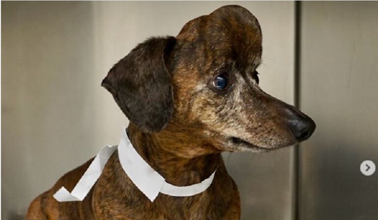 El caso del perrito al que le salvaron la vida gracias a una impresora 3d