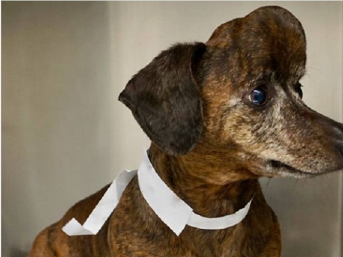 El caso del perrito al que le salvaron la vida gracias a una impresora 3D