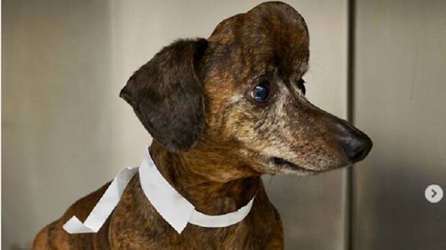 El caso del perrito al que le salvaron la vida gracias a una impresora 3d