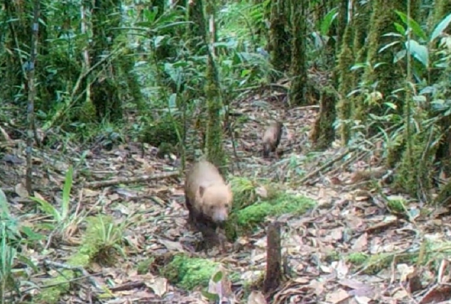 Asegura que esta especie es llamada así debido al olor de la orina con la que las hembras marcan el territorio.