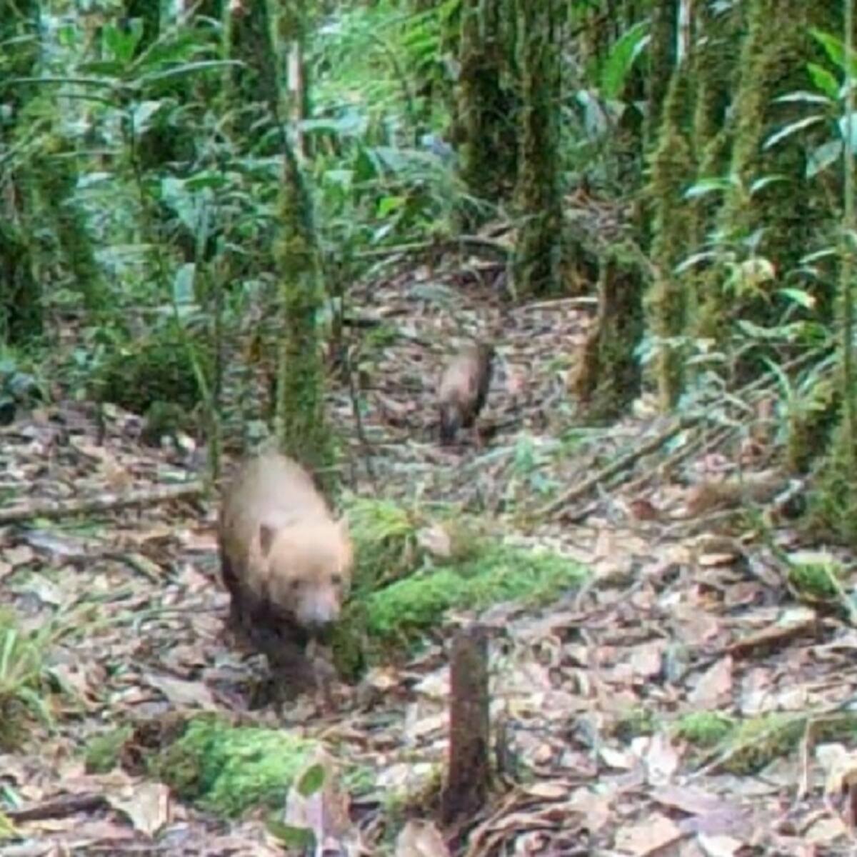 Histórico avistamiento de perro vinagre en el Huila
