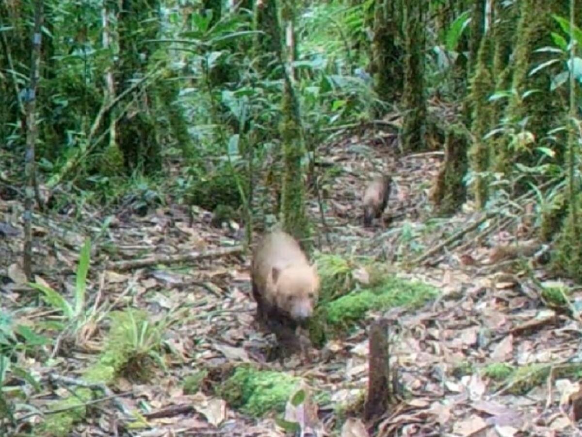 Histórico avistamiento de perro vinagre en el Huila