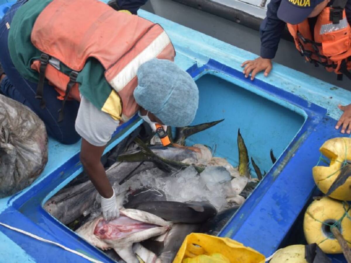 Sigue la pesca ilegal en el santuario de Fauna y Flora de Malpelo