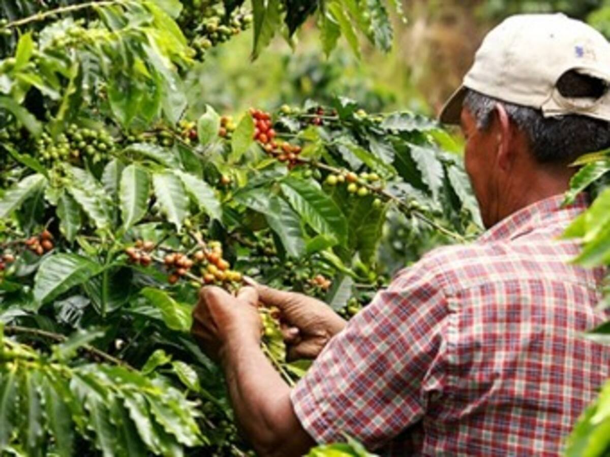 Ya se tienen 19.000 recolectores de café trabajando en el departamento de Caldas