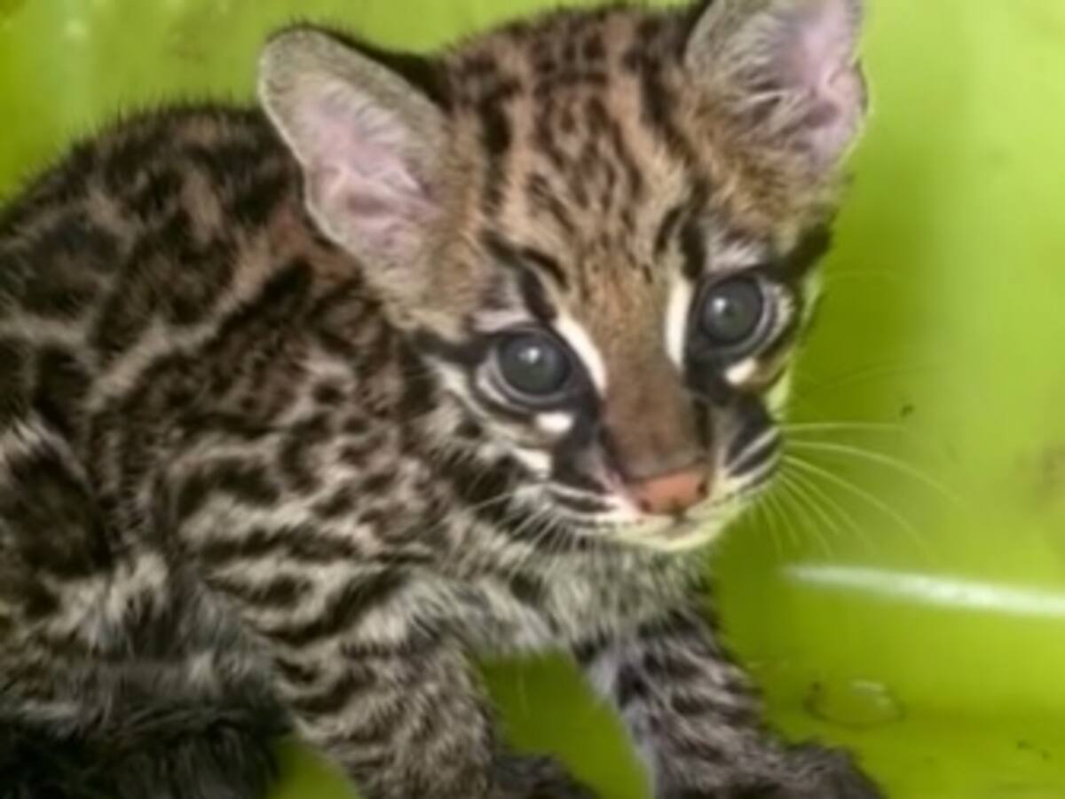 Bebé ocelote fue rescatado cuando era acorralado por dos perros en Arjona, Bolívar