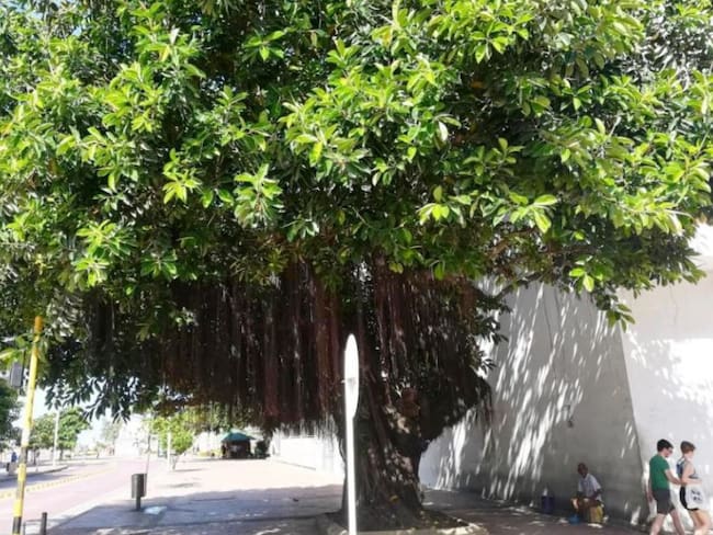 Hacen recomendaciones para preservar arboles de caucho de Cartagena