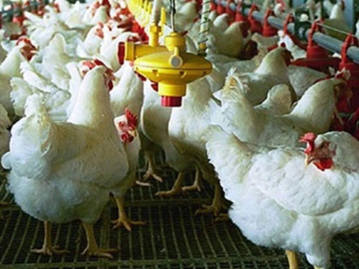La industria avícola en Santander desaparecerá por falta de vías: Fenavi