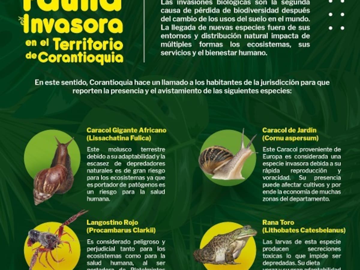 Alertan sobre especies invasoras en Antioquia y sus graves impactos en los ecosistemas