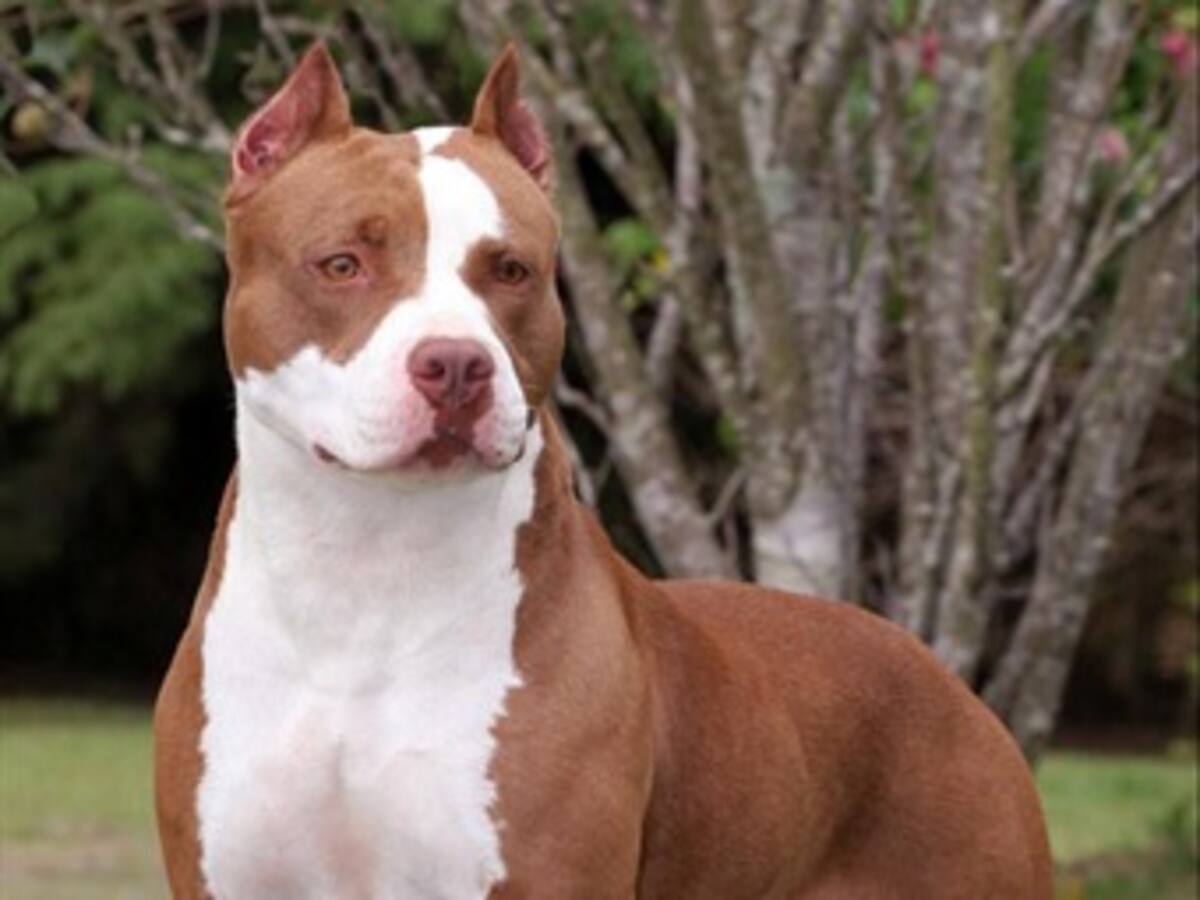 Policía conoce responsables de peleas de perros pero no actúan por temor: AnimaNaturalis