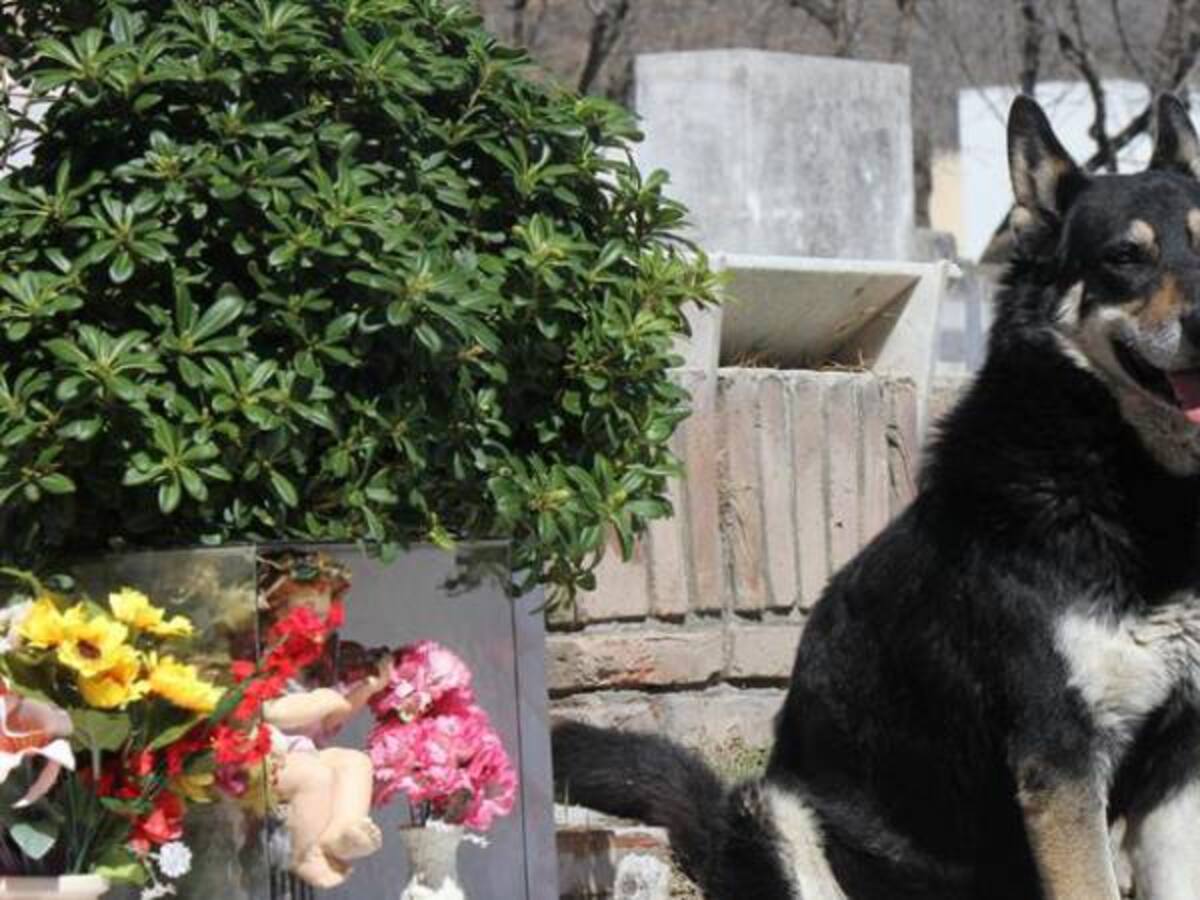 Junto a la tumba de su dueño murió ‘Capitán’